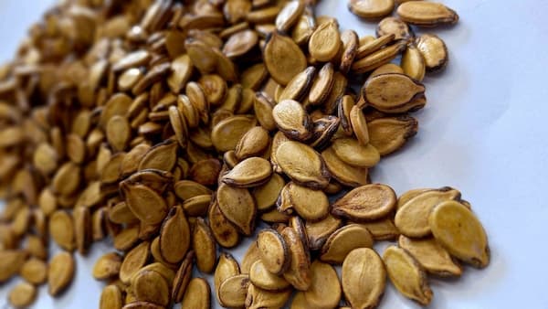 تصویر 4 از قیمت تخمه محبوبی کلاله با کیفیت ارزان + خرید عمده